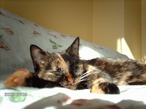 Huskat ronja (Forladt os) - Tager du nu billeder igen....? c",) billede 5