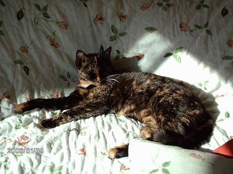 Huskat ronja (Forladt os) - Mmmm... Det skønt at være kat...... billede 6