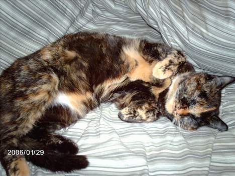 Huskat ronja (Forladt os) - Bare ligge og fise husleje af.....  billede 7