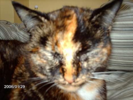 Huskat ronja (Forladt os) - Ikke så meget blits... tak...! billede 8