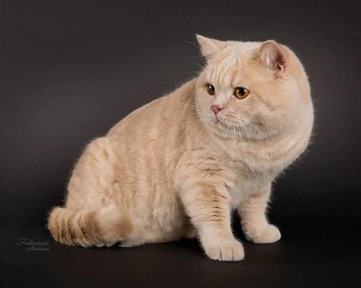 British Shorthair Zeus - Dejligt billed, taget af Felicious studios billede 1