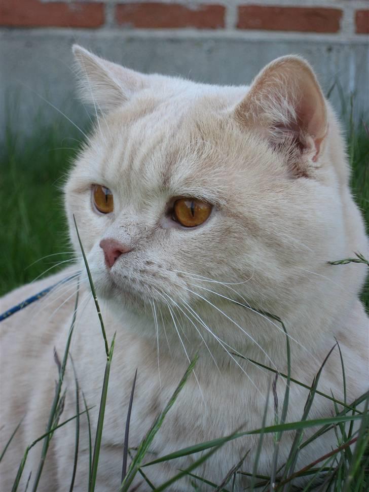 British Shorthair Zeus - Smuksak billede 2