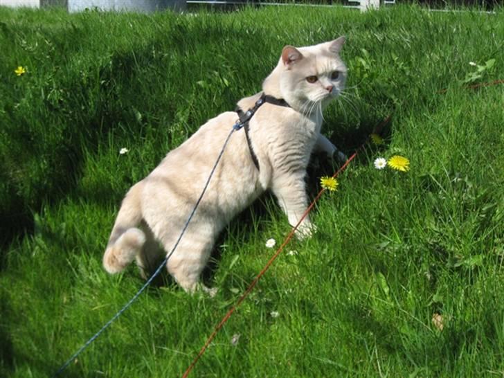 British Shorthair Zeus billede 3