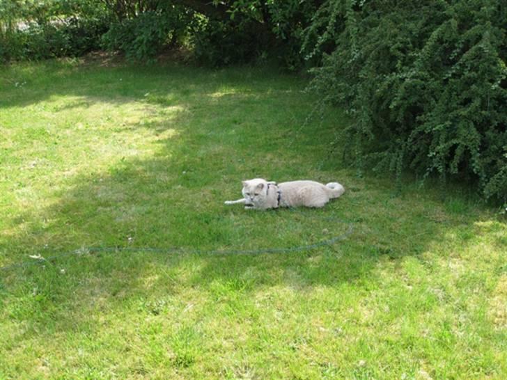 British Shorthair Zeus billede 4