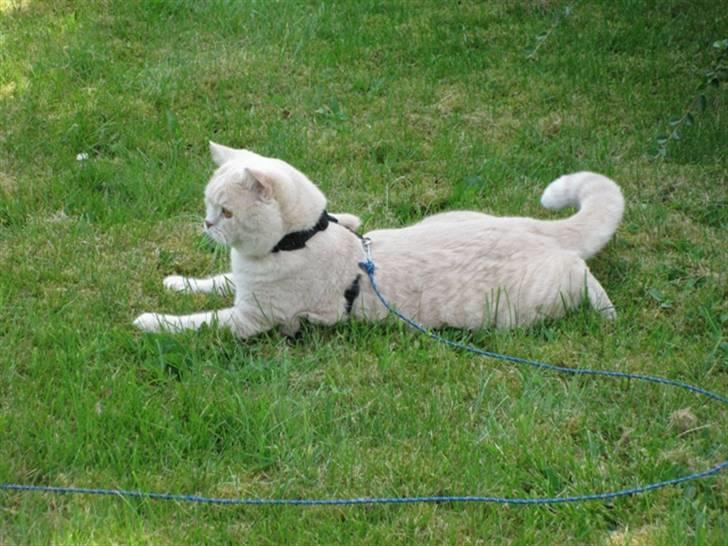 British Shorthair Zeus billede 5