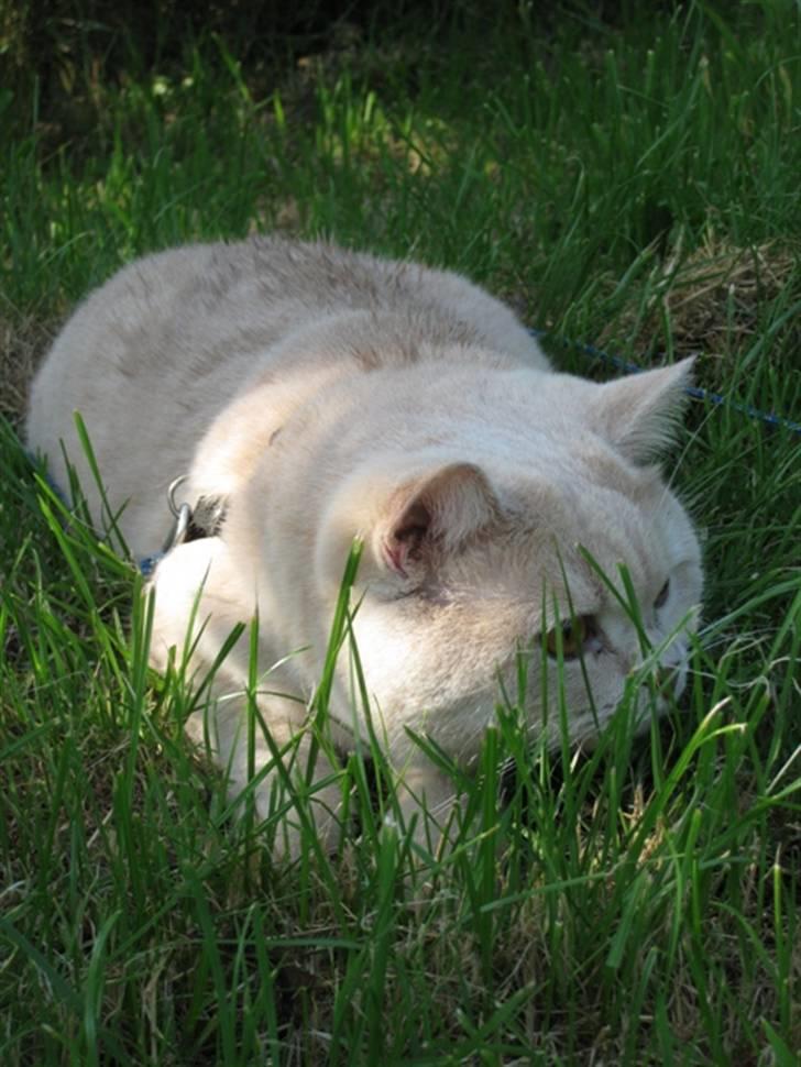 British Shorthair Zeus - Stor farlig jagt-misse............... billede 6