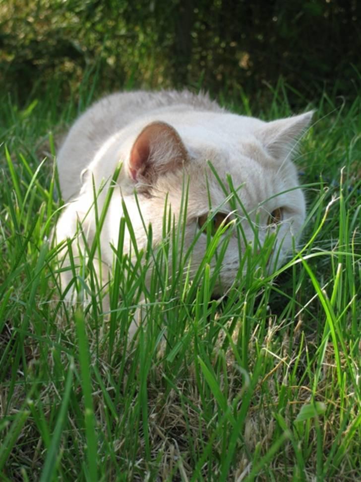 British Shorthair Zeus - Helt ned i græsset, og klar til at fange............... øøøøøhhh.... en sommerfugl måske:-) billede 7