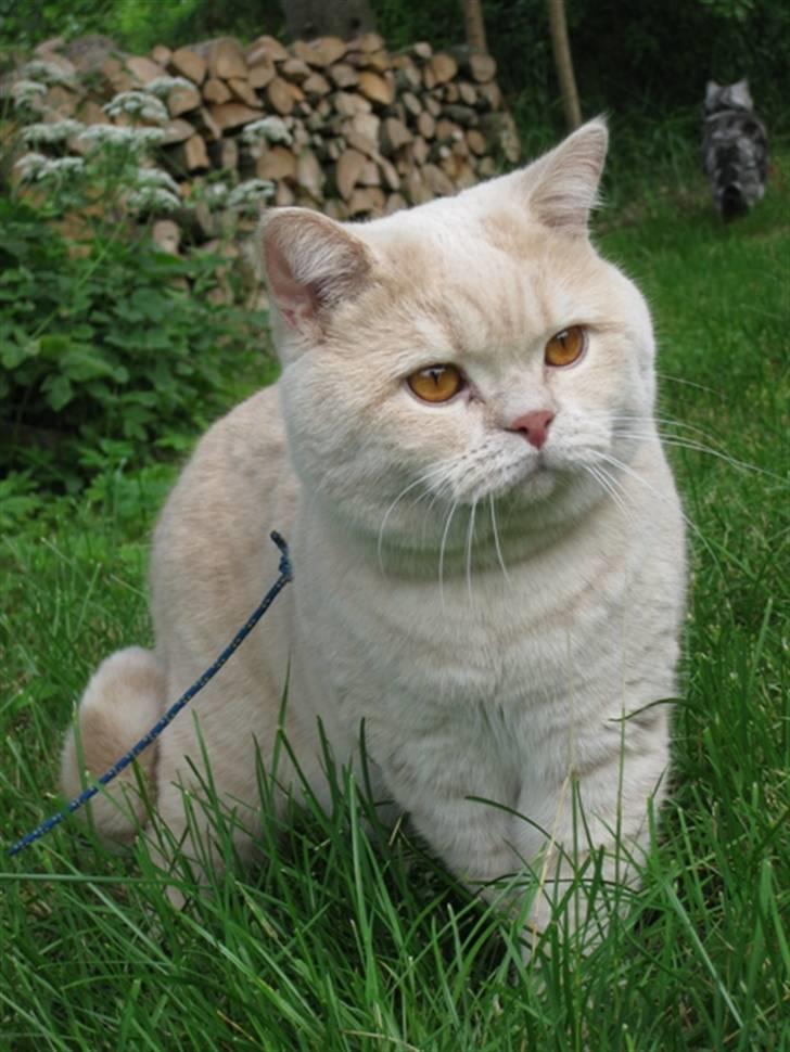 British Shorthair Zeus - Sødt spørgende udtryk og med krydset ben.... billede 8