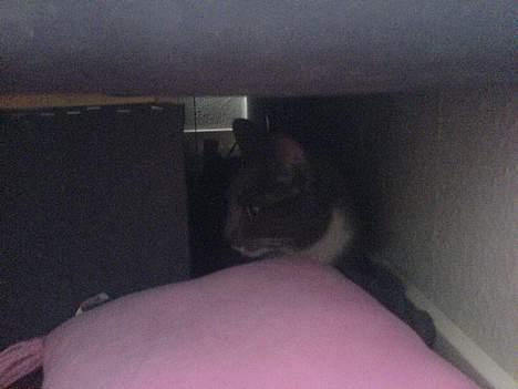 Blanding af racer Peter Panik billede 2