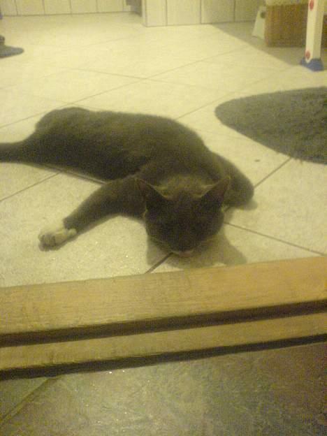 Blanding af racer Peter Panik billede 3