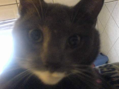 Blanding af racer Peter Panik billede 4