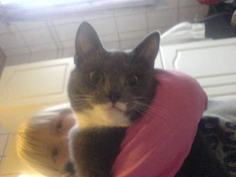 Blanding af racer Peter Panik billede 5