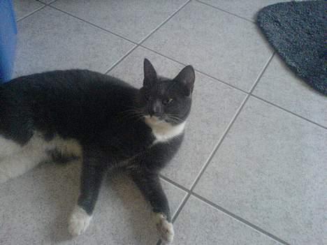 Blanding af racer Peter Panik billede 6