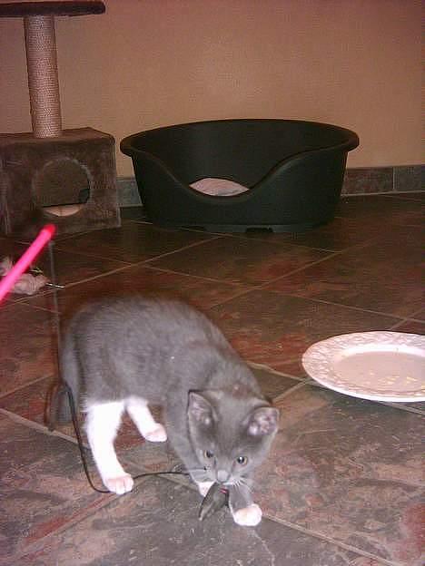 Blanding af racer Peter Panik billede 7