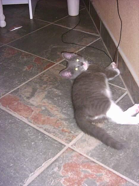 Blanding af racer Peter Panik billede 8