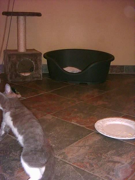 Blanding af racer Peter Panik billede 9