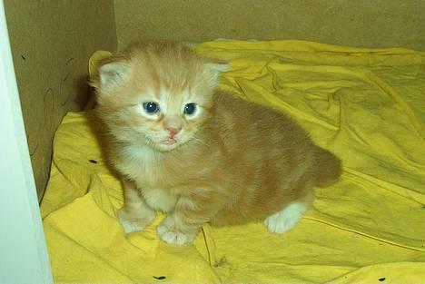 Norsk Skovkat Rudy DØD - Rudy 3 uger gammel og er ved at opdage at der også er en verden uden for hans fødekasse... billede 1