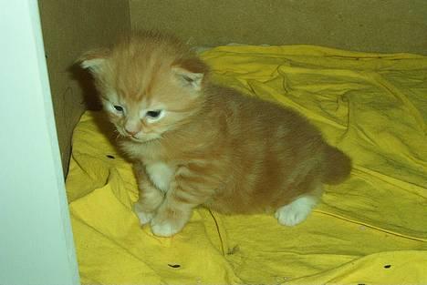 Norsk Skovkat Rudy DØD - Rudy 3 uger gammel og er begyndt at kan rende og lege... billede 2
