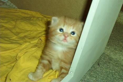 Norsk Skovkat Rudy DØD - Rudy 3 uger gammel og er ved at blive en drillepind... billede 3