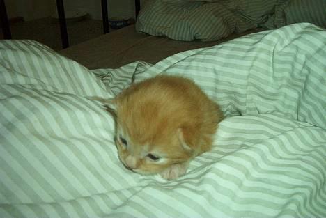 Norsk Skovkat Rudy DØD - Rudy 12 dage gammel... billede 4