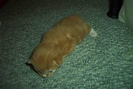 Norsk Skovkat Rudy DØD - Rudy 12 dage gammel... billede 5