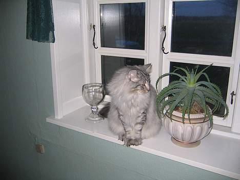 Norsk Skovkat Lindskjalv's Beila - hva er der i vinduet "en kat" billede 7