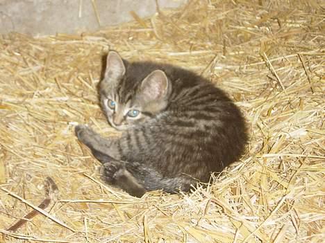 Huskat ANGLE<3 - GODNAT <33  billede 3