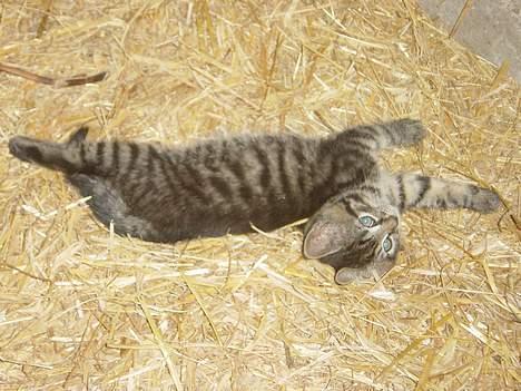 Huskat ANGLE<3 - årh hvor jeg træt hah<33 billede 4