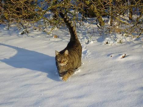 Huskat nuller billede 1