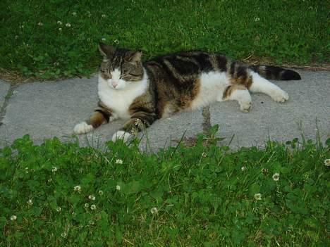 Huskat nuller billede 3