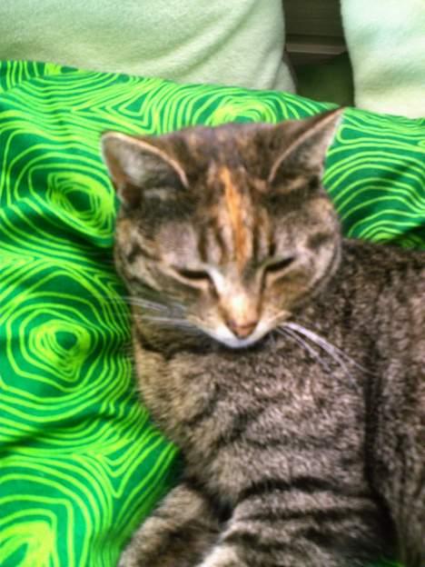 Huskat Pjuske billede 16