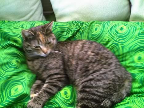 Huskat Pjuske billede 17