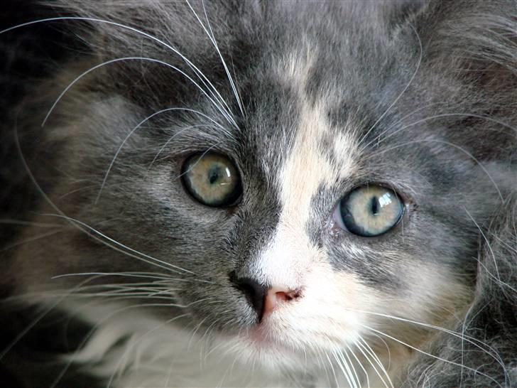 Blanding af racer Musse billede 2