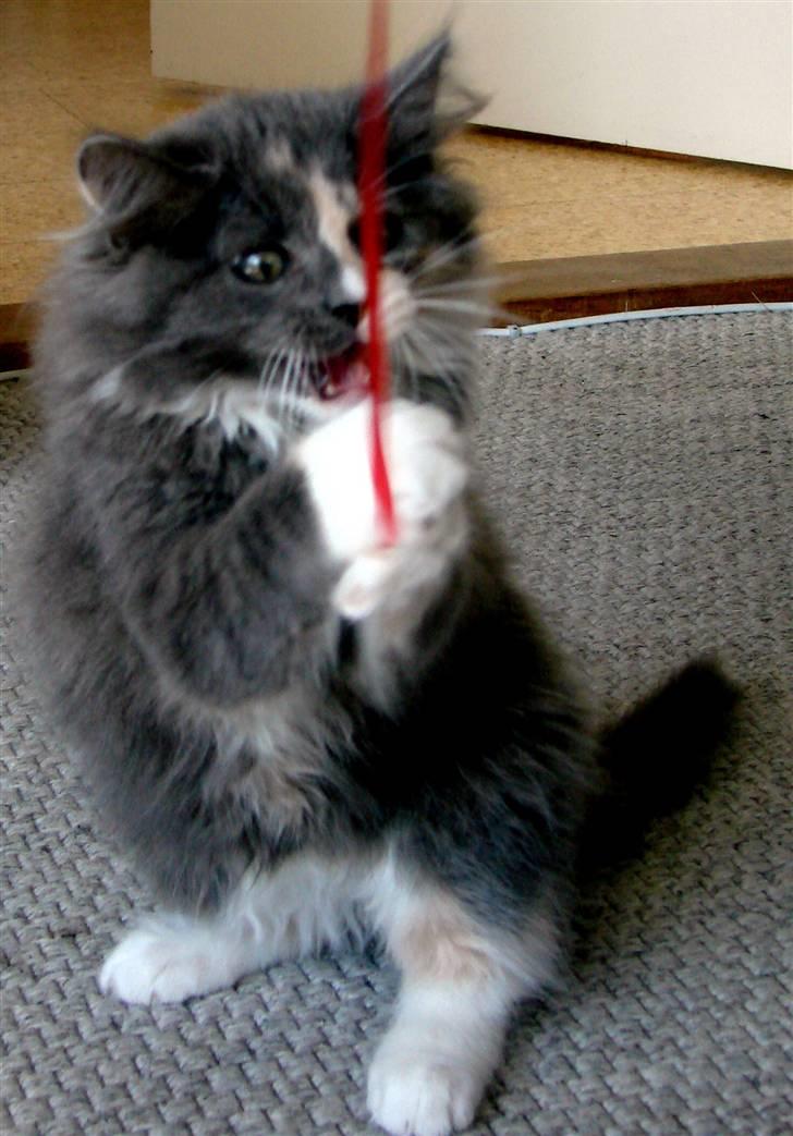 Blanding af racer Musse billede 3