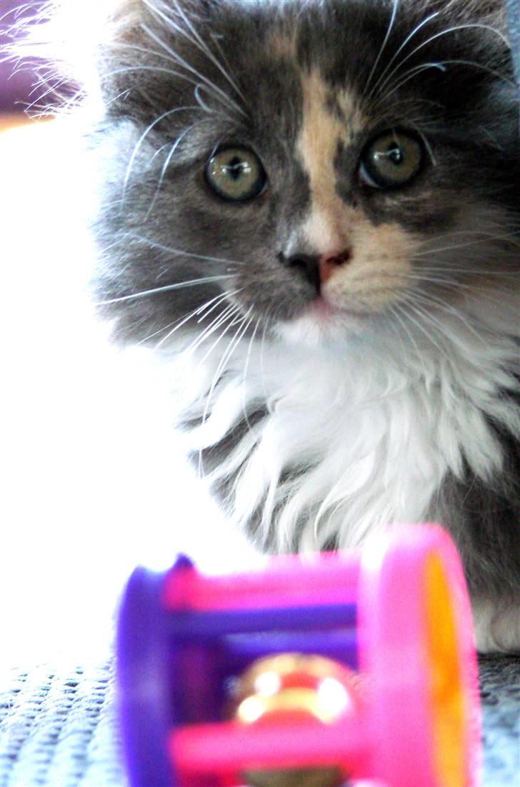 Blanding af racer Musse billede 4