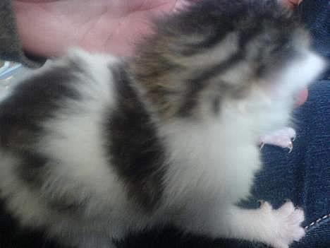 Huskat Pjevsen **OBS** !!!VÆK!!! - et af de ældste billeder af hende<3 billede 3