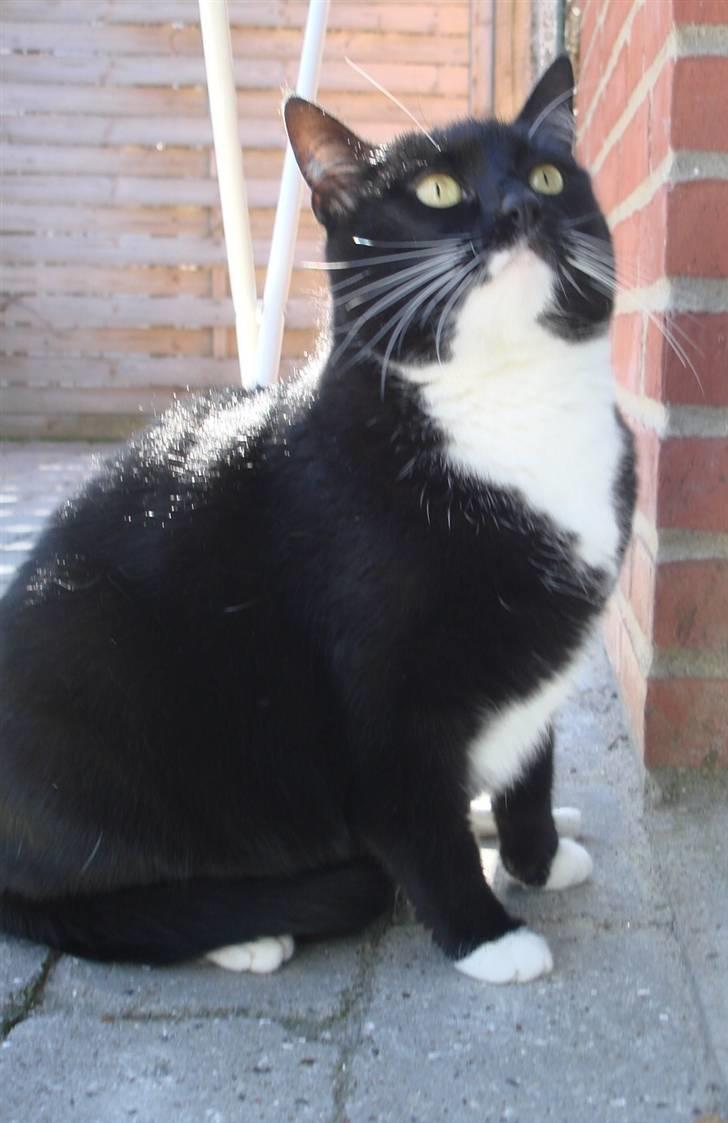 Huskat *Perle*^* Med to piger*^* -  perle c",) Nyt 11/9-09 billede 6