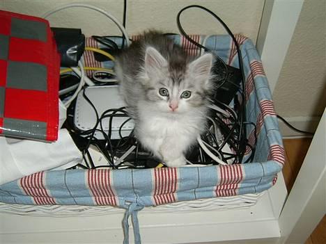 Maine Coon Kila billede 3