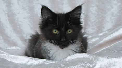 Maine Coon DK Azizam´s Vitani - DK Azizam´s Vitani. billede 1