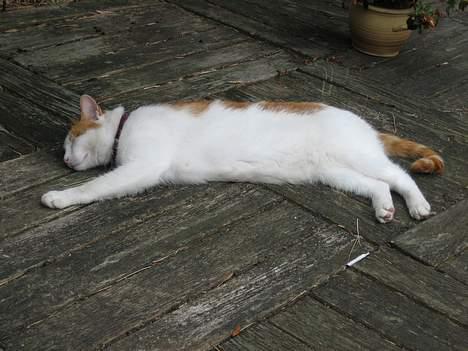 Huskat Kipper - Dengang jeg var slank, veltrænet og smuk billede 11