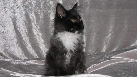 Maine Coon DK Azizam´s Vitani - DK Azizam´s Vitani (solgt). billede 2