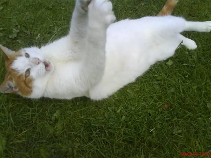 Huskat Kipper - Killer katten, ja det er mig! billede 12