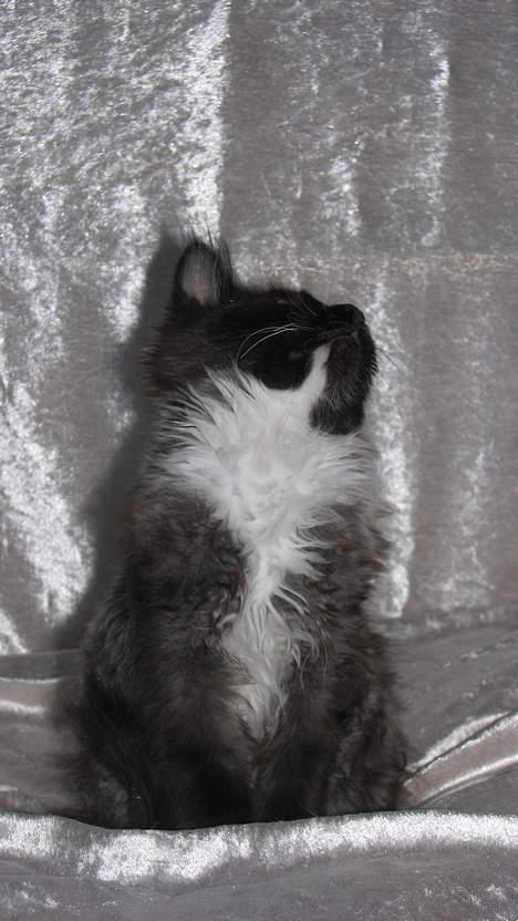 Maine Coon DK Azizam´s Vitani - DK Azizam´s Vitani (solgt). billede 3