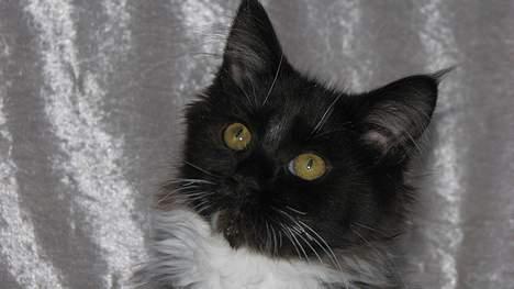 Maine Coon DK Azizam´s Vitani - DK Azizam´s Vitani (solgt). billede 4