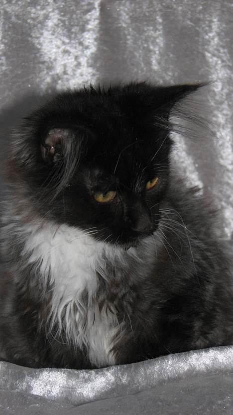 Maine Coon DK Azizam´s Vitani - DK Azizam´s Vitani (solgt). billede 5