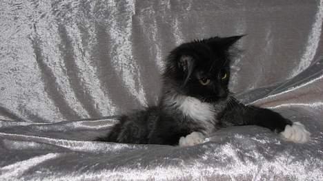 Maine Coon DK Azizam´s Vitani - DK Azizam´s Vitani (solgt). billede 6