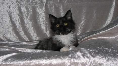 Maine Coon DK Azizam´s Vitani - DK Azizam´s Vitani (solgt). billede 7