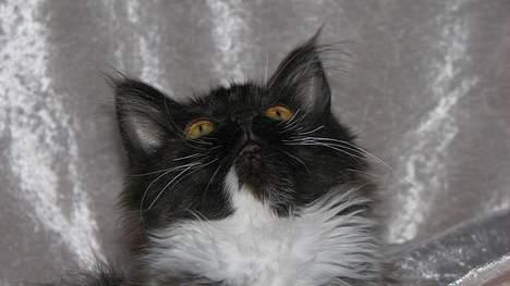 Maine Coon DK Azizam´s Vitani - DK Azizam´s Vitani (solgt). billede 8