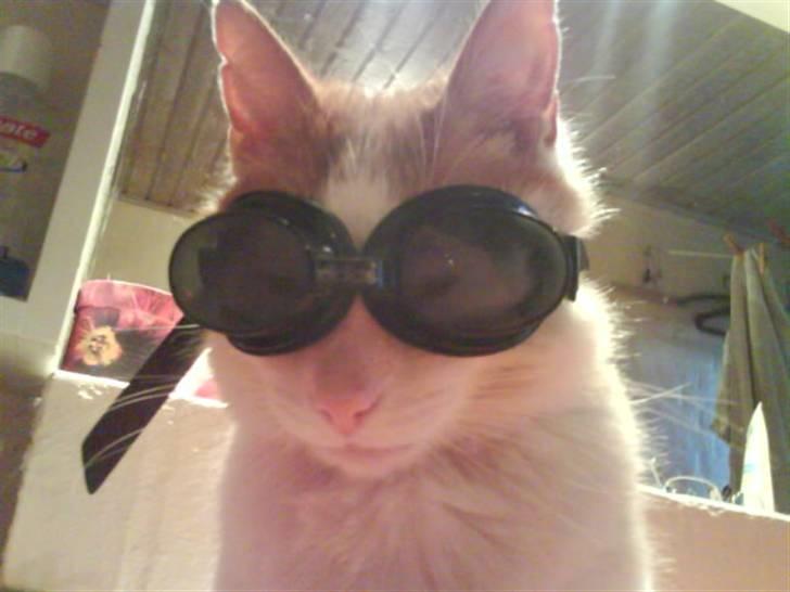 Huskat Kipper - Ville du noget smartass??? billede 13