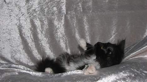 Maine Coon DK Azizam´s Vitani - DK Azizam´s Vitani (solgt). billede 9